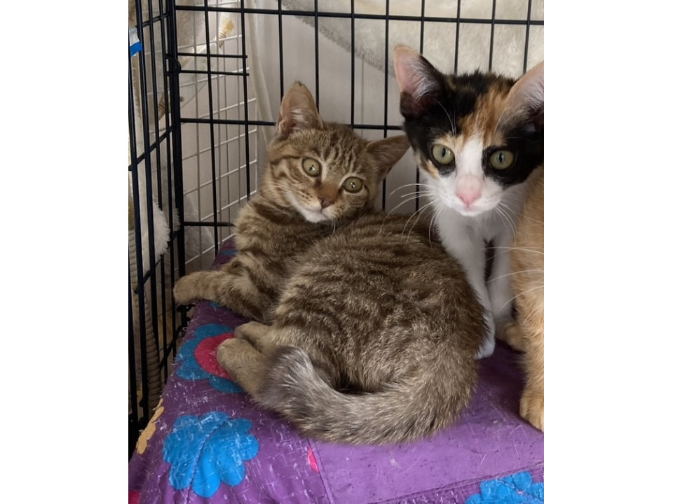 綺麗な模様のサビキジの女の子ひよりちゃん