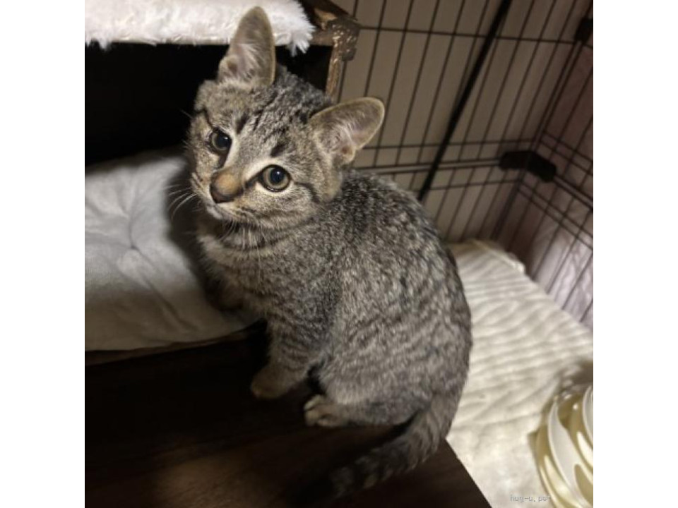 ◆12/27◆控えめマイペースなキジ猫❤