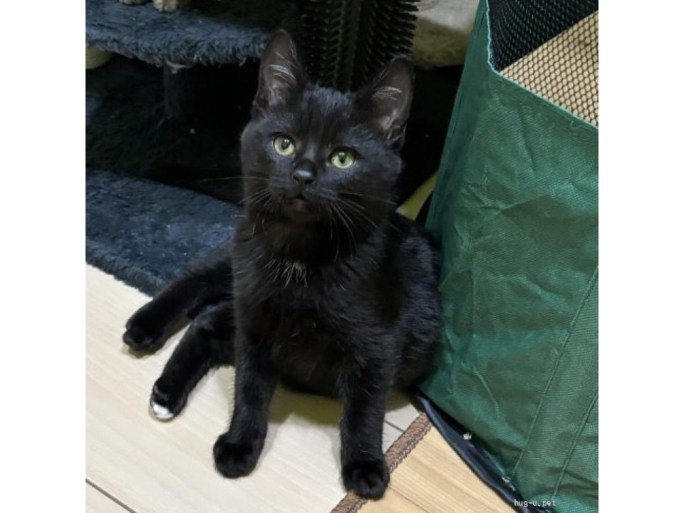 ◆12/27◆ポッチャリ体型の黒猫❤