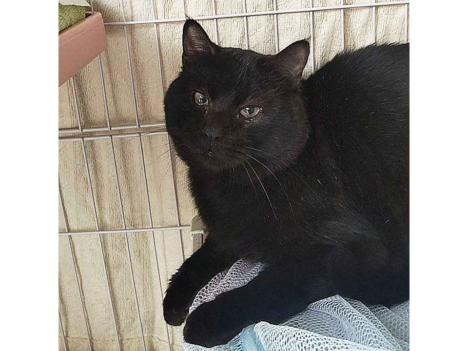 飼育崩壊から救出あっくん♂5歳〜7歳