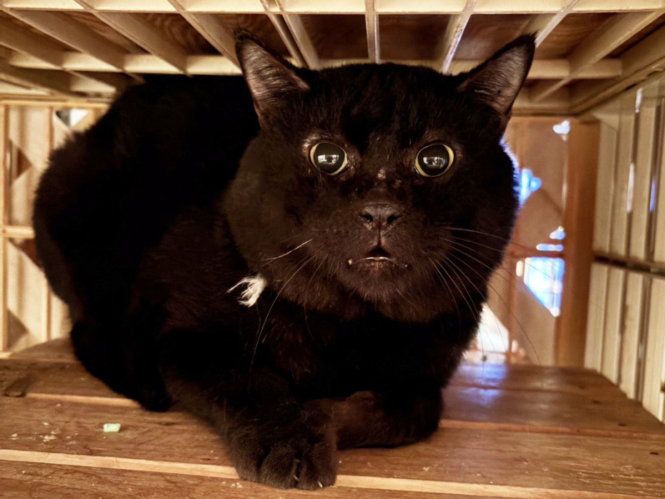 飼育崩壊から救出ブッチ君♂2歳〜4歳