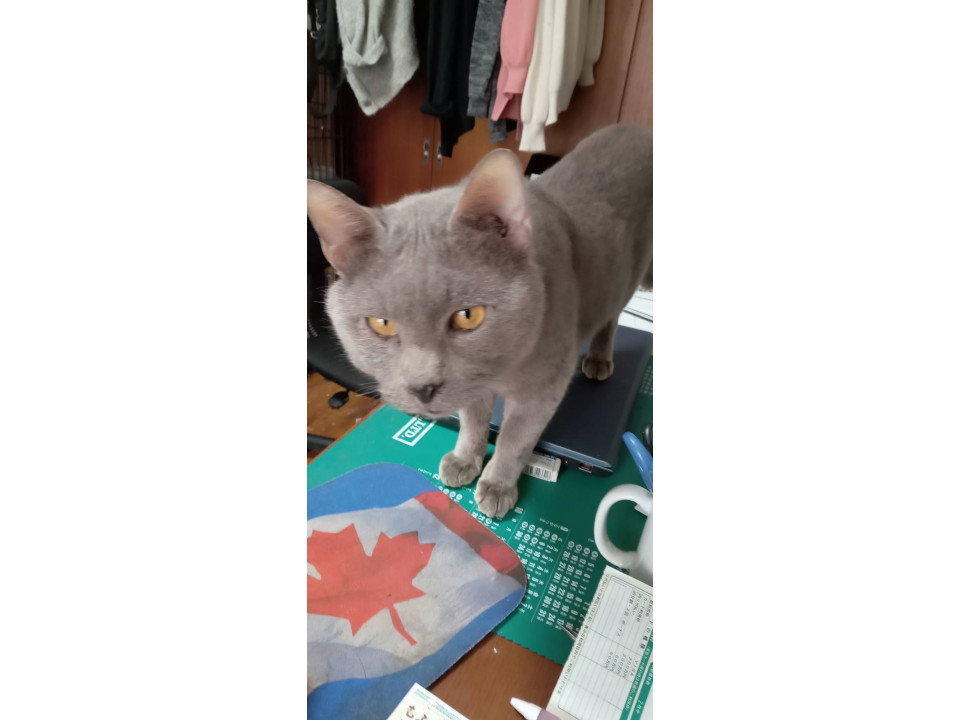 猫]東京都府中市の里親募集 飼育崩壊から救出,シー君♂5歳〜7歳