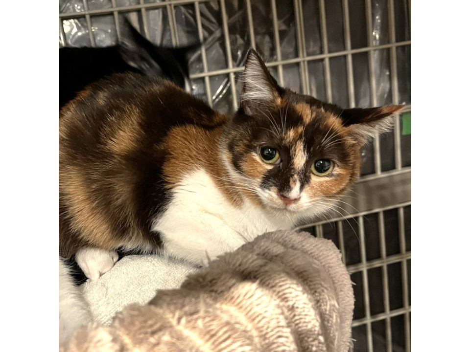 素敵なキャラメルマキアート柄★ねむちゃん