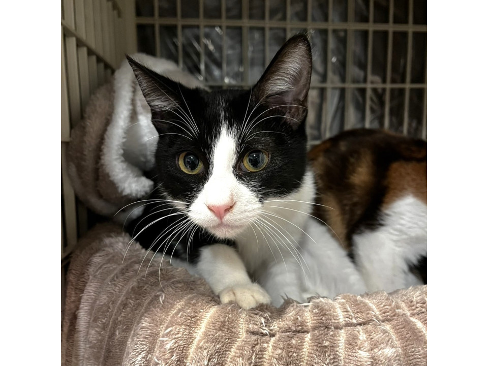 ボクイケメンハチワレ★トキくん