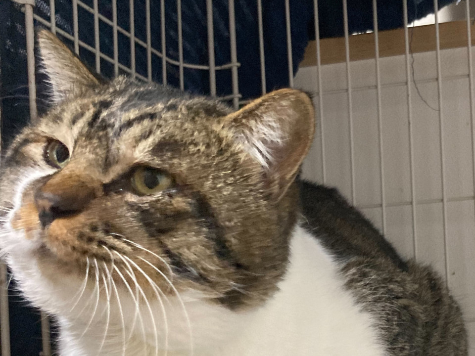 お顔の大きな食べ物大好き食いしん坊さん♂