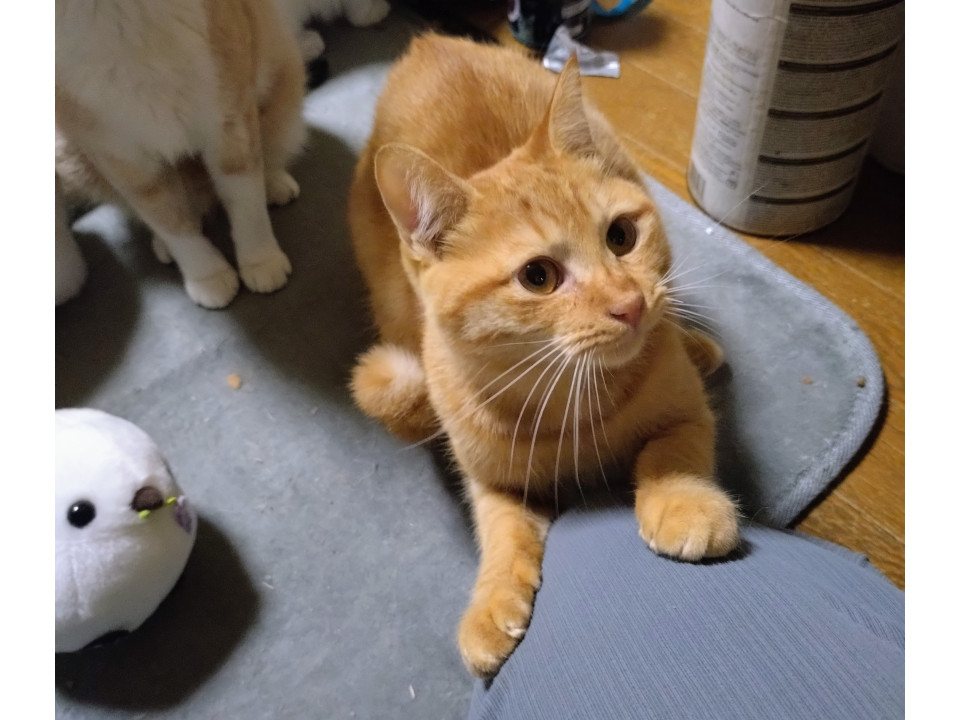 甘えっ子　おくら