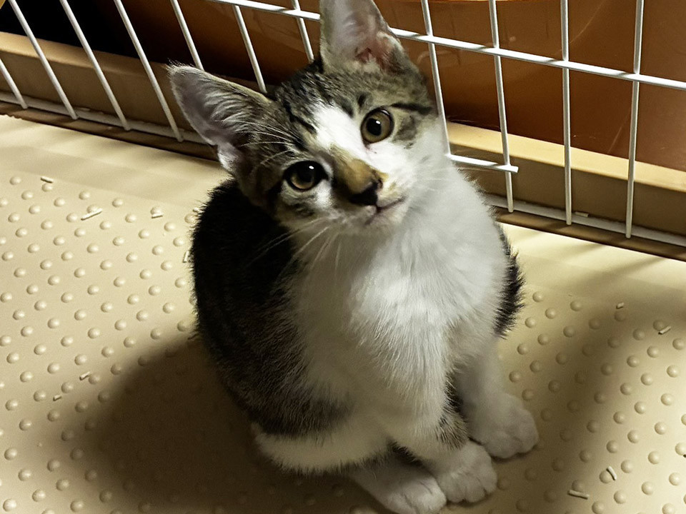 陸,りく4ヵ月半♂元気な三兄弟