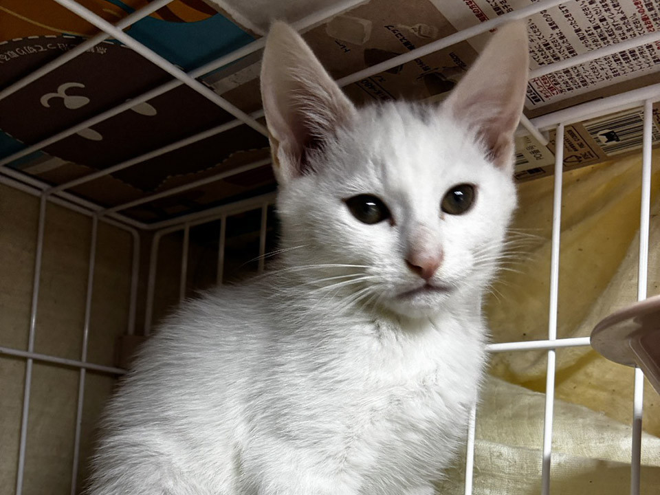 海,かい4ヵ月半♂元気な三兄弟