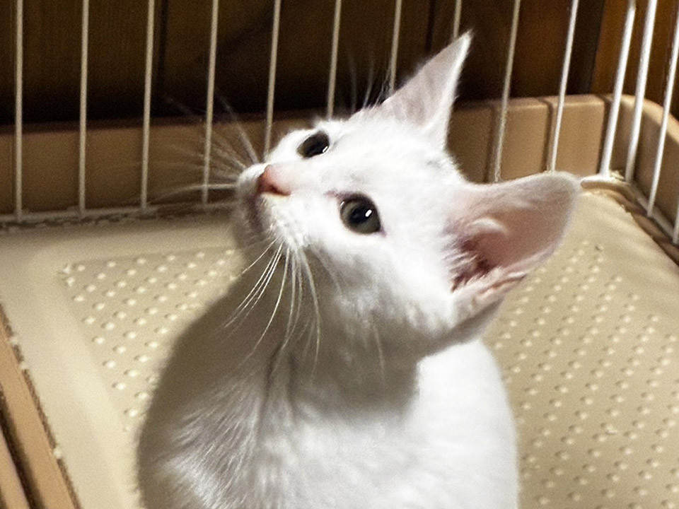 空,くう4ヵ月半♂元気な三兄弟
