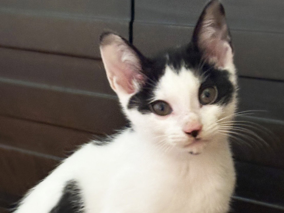 リン4ヵ月半♂懐っこい兄弟