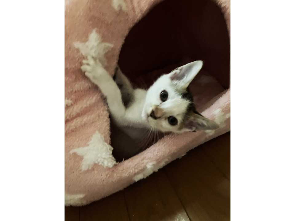 シャン4ヵ月半♂懐っこい兄弟