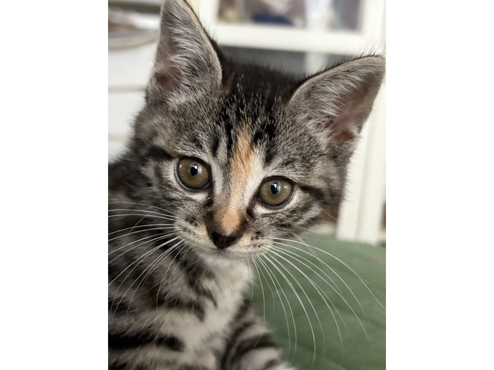 ももごー3ヵ月♀美少女キジトラ