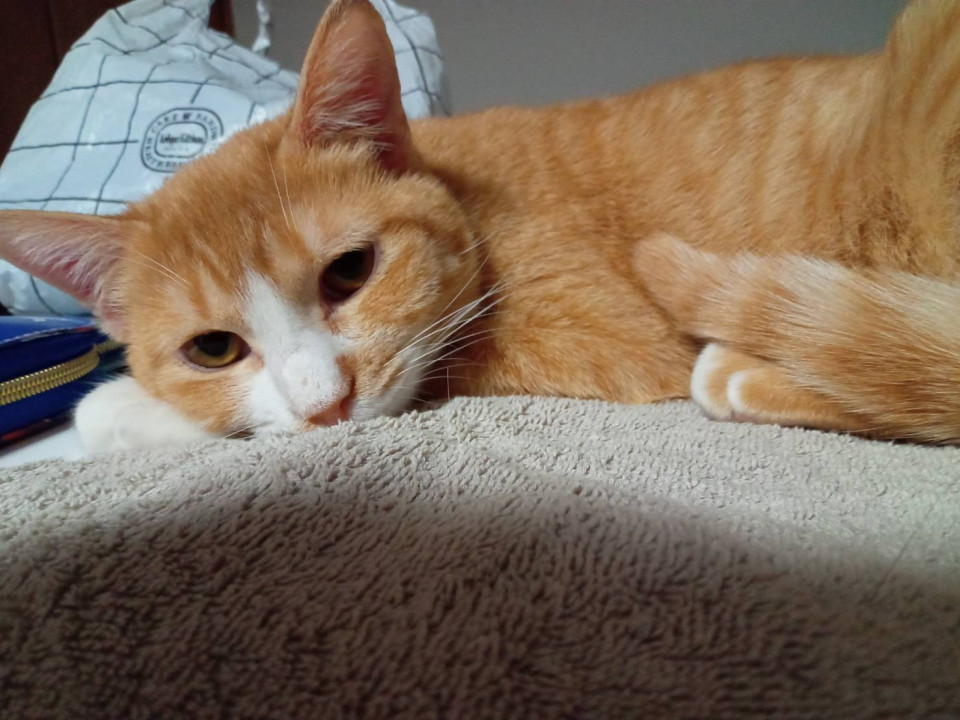 春菊8ヵ月♀茶白猫兄妹