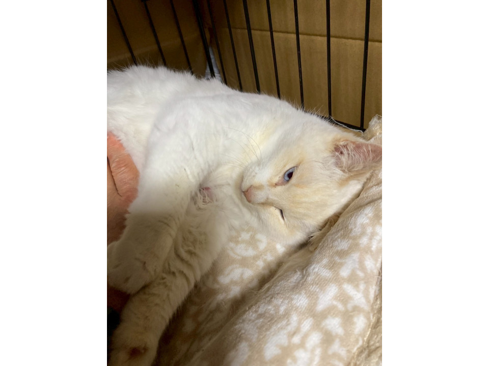 青い瞳が綺麗な♡つばきちゃん