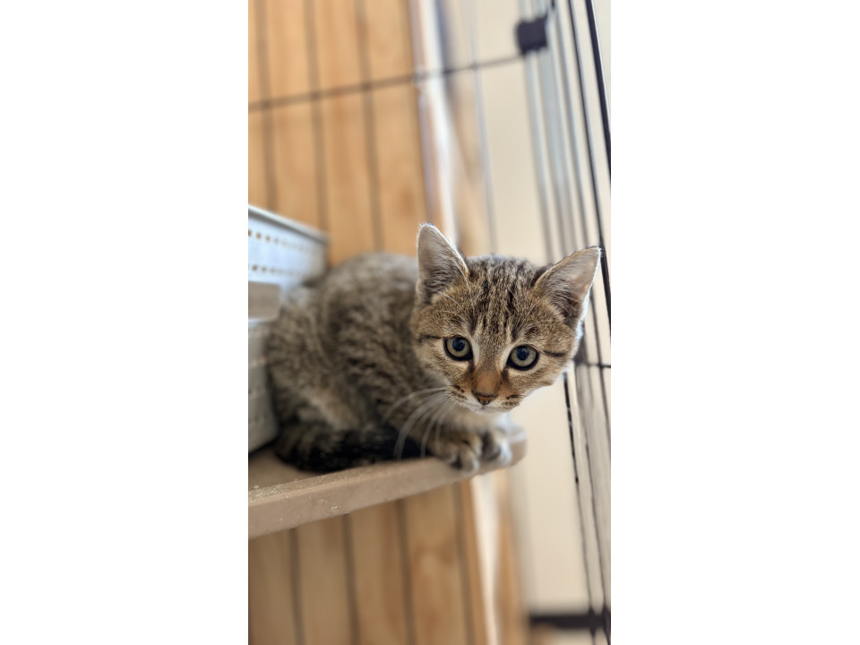 もふもふ茶系キジトラ