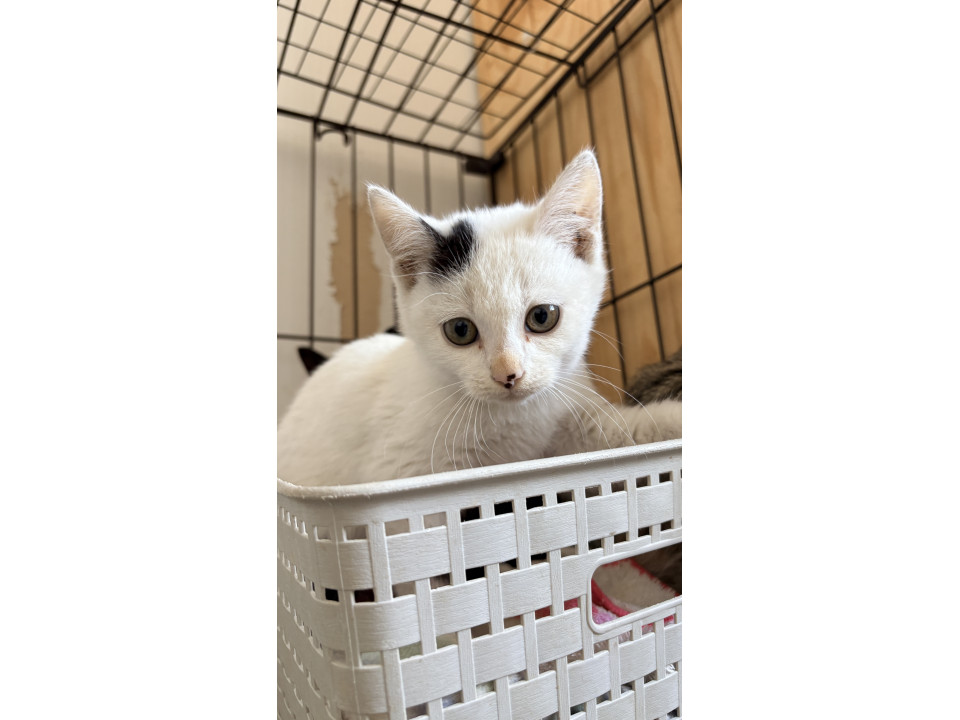 耳のハートがかわいい白黒ちゃん