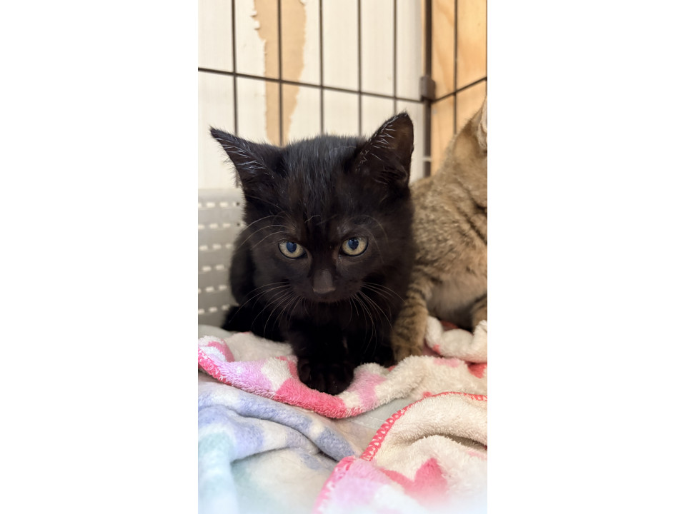 モフモフクロちゃん