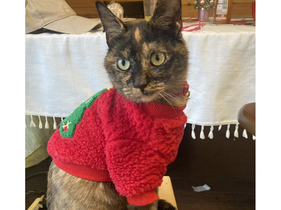 コバンザメことマロンちゃん　1歳女の子