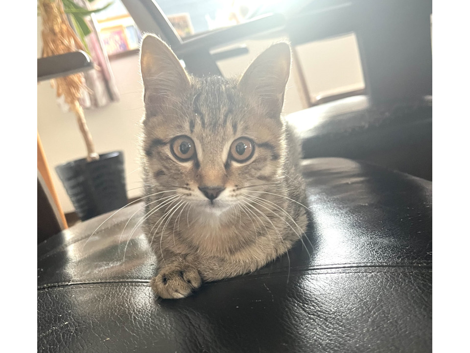 甘えん坊の男の子です