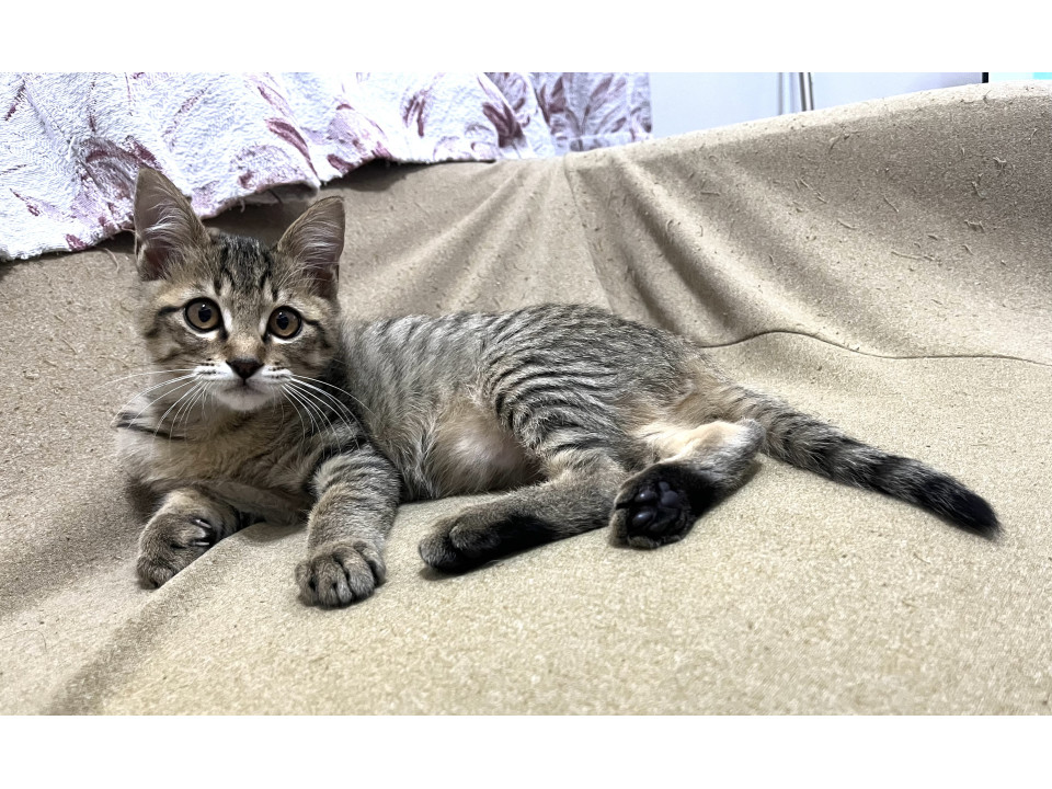 お目目まん丸の可愛い男の子です