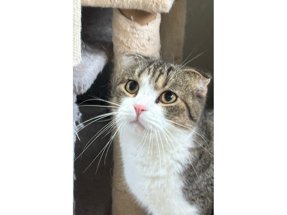 1才ほやほやのスコティッシュ