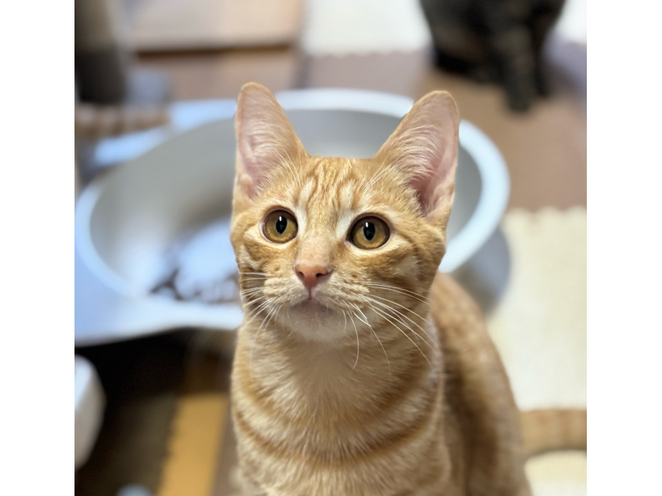 茶トラ5ヶ月チャオです