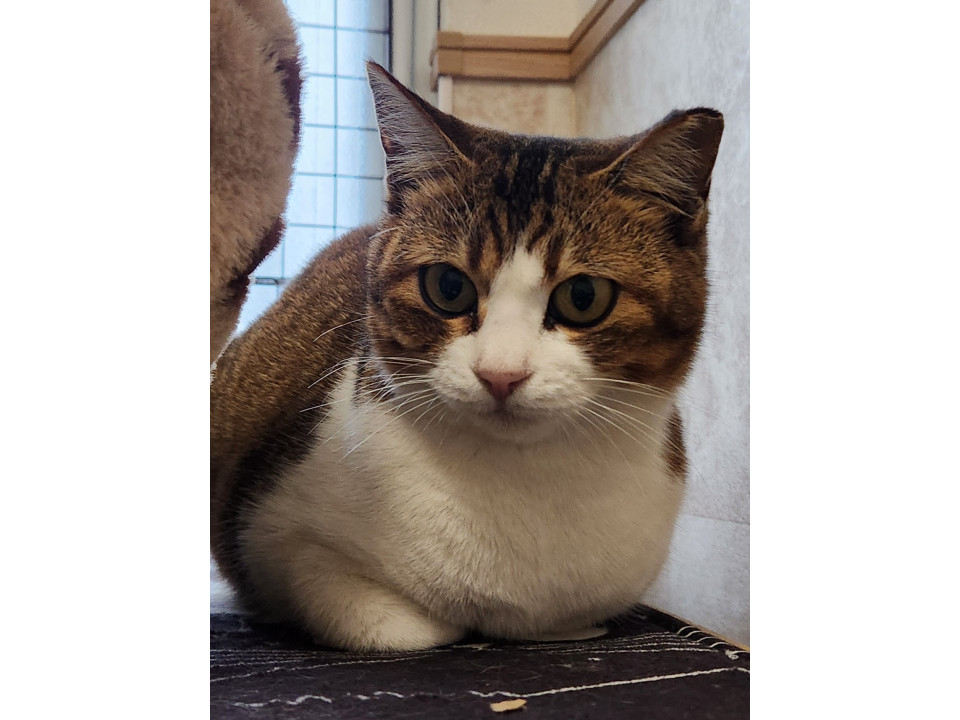 フレンドリーキジ白の女の子