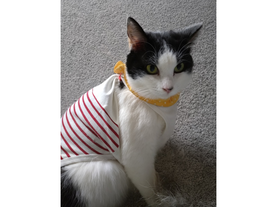 なめ壊し防止に着せられたニャー(-_-;