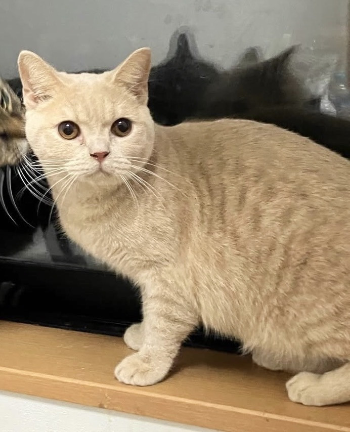 おっとり穏やかなスコティッシュ