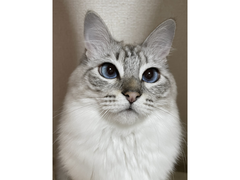 かわいいふわふわ猫ちゃん