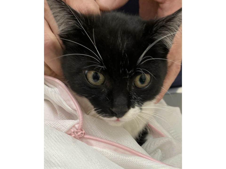 かわいい黒白くん