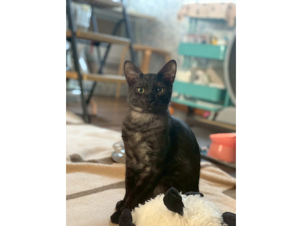 ブラックスモーク界のイケメンズもずく♡