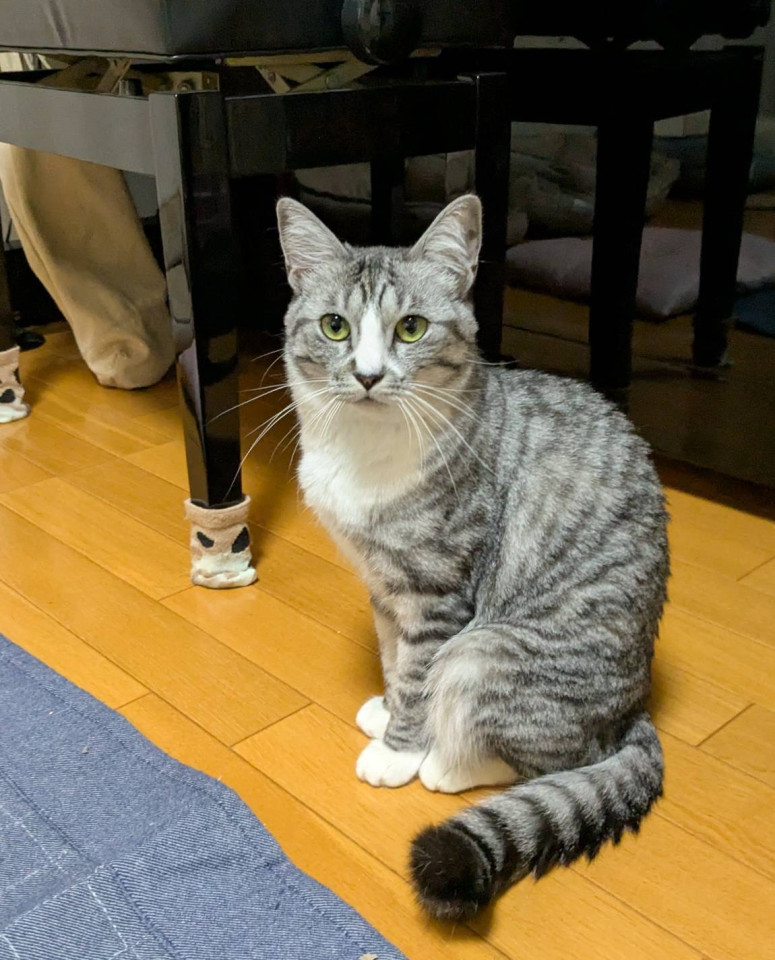 猫が大好きな女の子らしいあずきちゃん