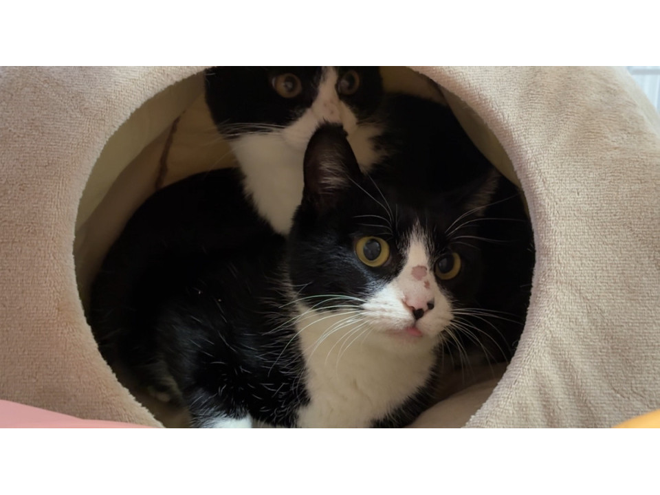 本日17時まで緊急募集ハチワレ親子