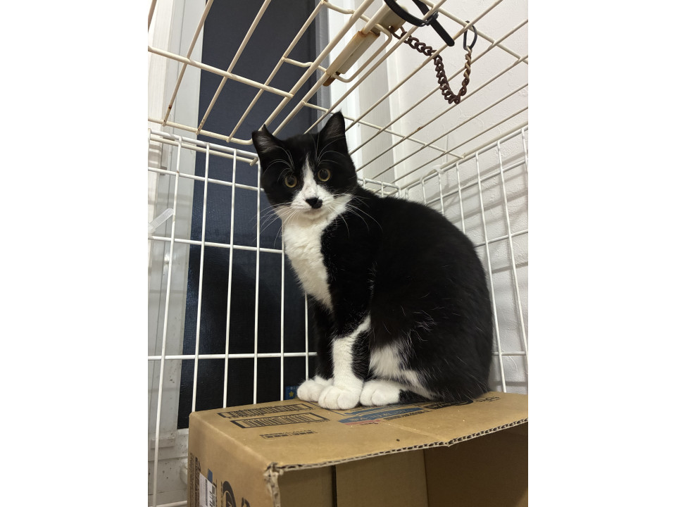 本日17時まで緊急募集ハチワレ親子