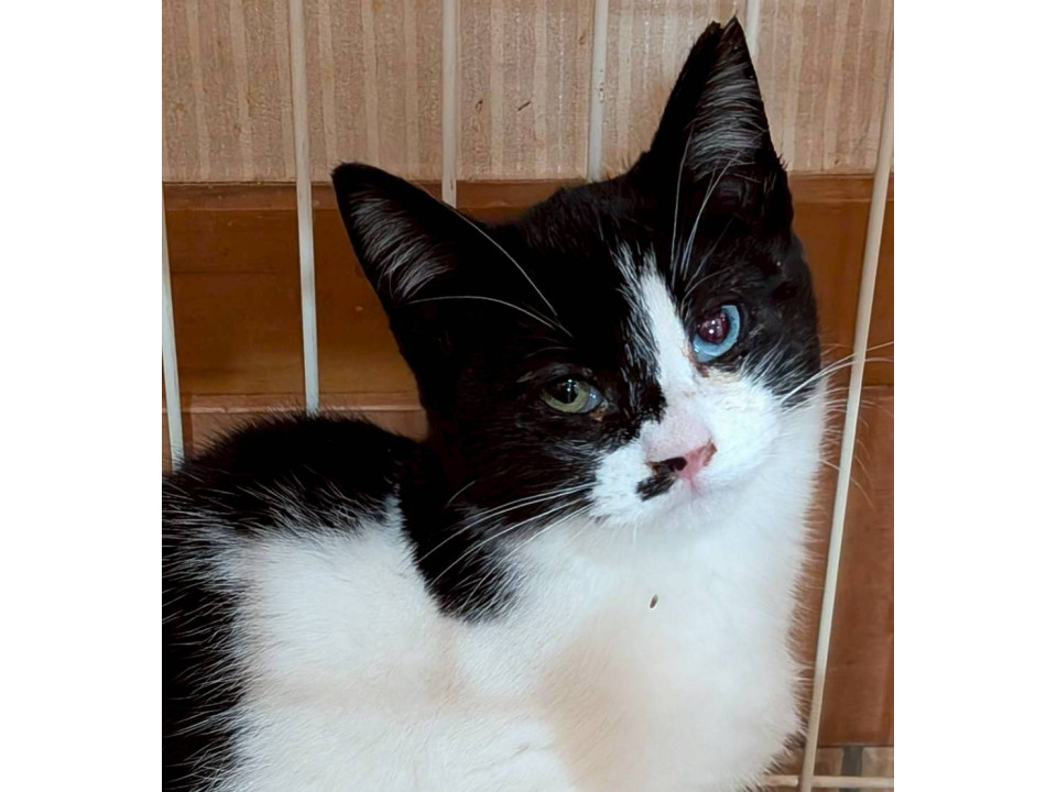 オッドアイのあけびちゃん