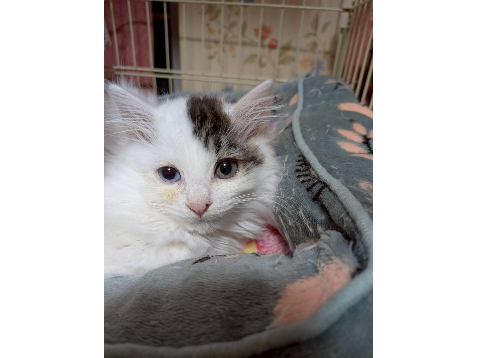 オッドアイ×長毛のおもちちゃん