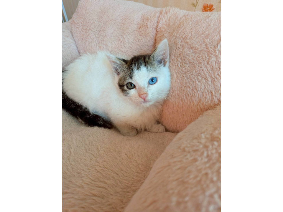 オッドアイのおにぎりくん