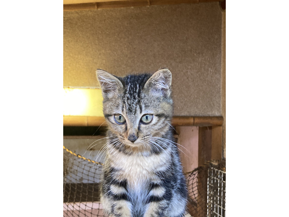 可愛いアメショー風柄の女の子?‍⬛