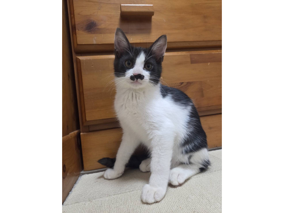 ほたお☆12/28(日)譲渡会参加予定