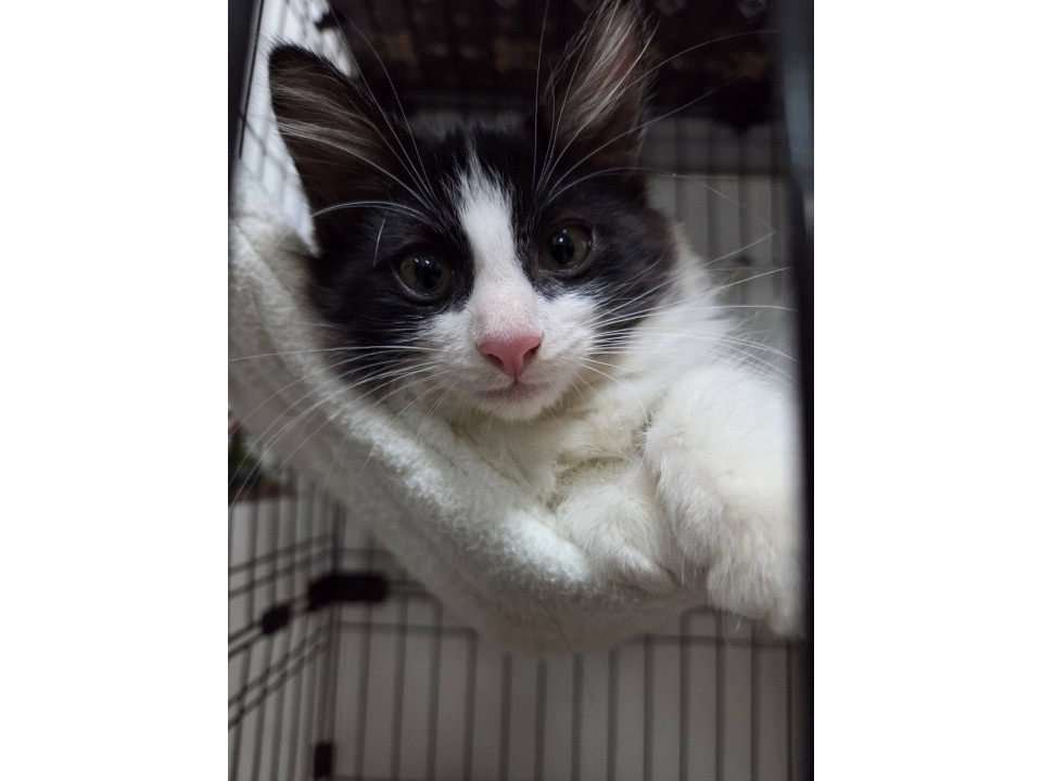 みこし☆12/28(日)譲渡会参加予定