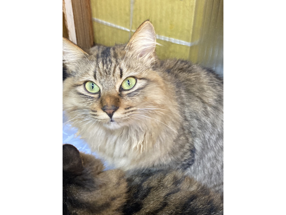 フワッとしてとにかく男前くん