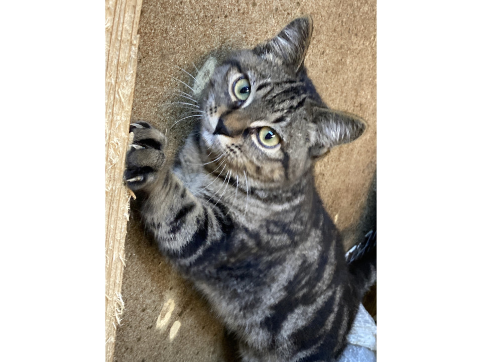 ブラックアメショー風男前くん