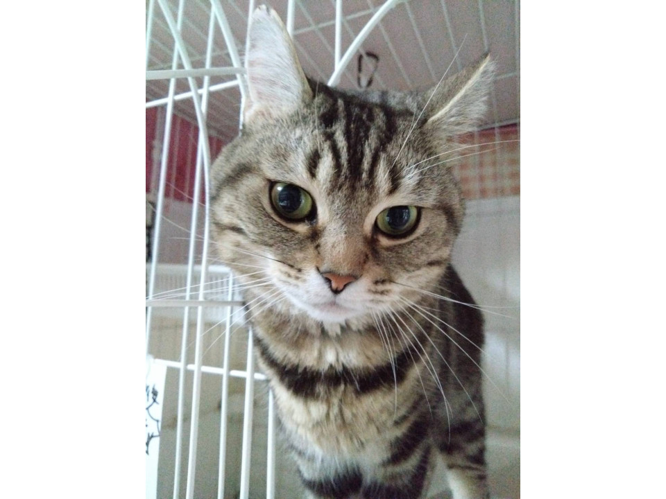 パンチョ☆12/28(日)譲渡会参加予定