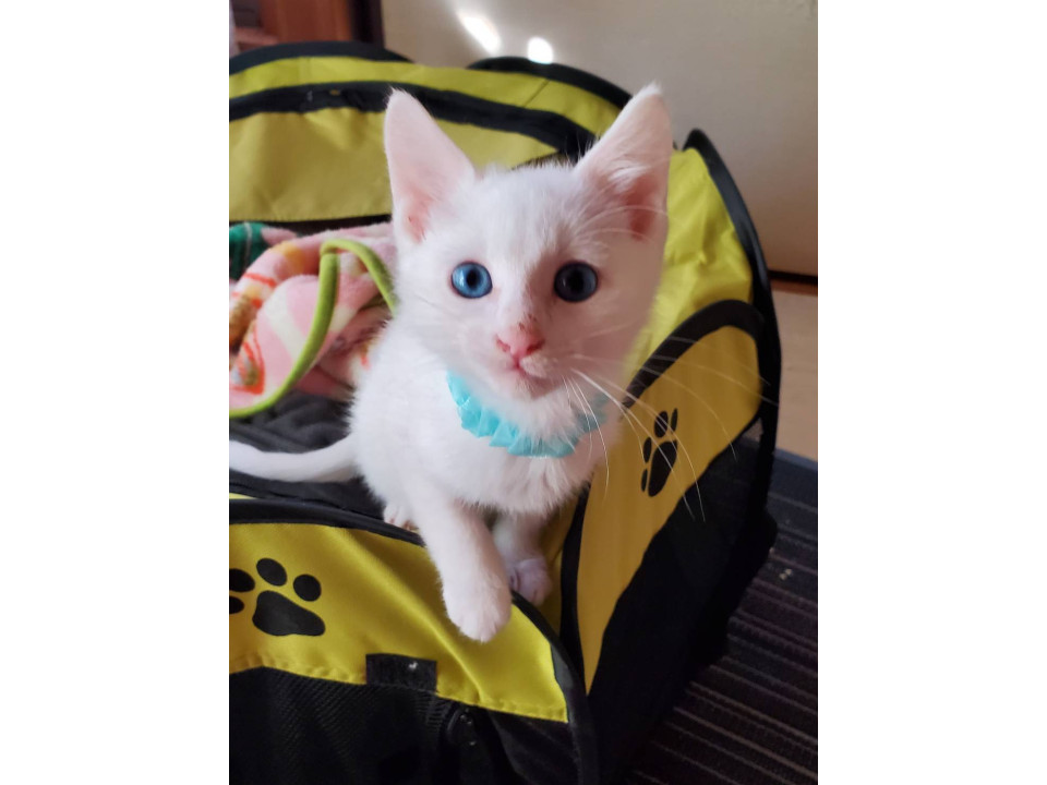 翔平☆12/28(日)譲渡会参加予定