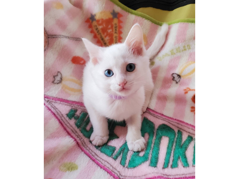 朗希☆12/28(日)譲渡会参加予定