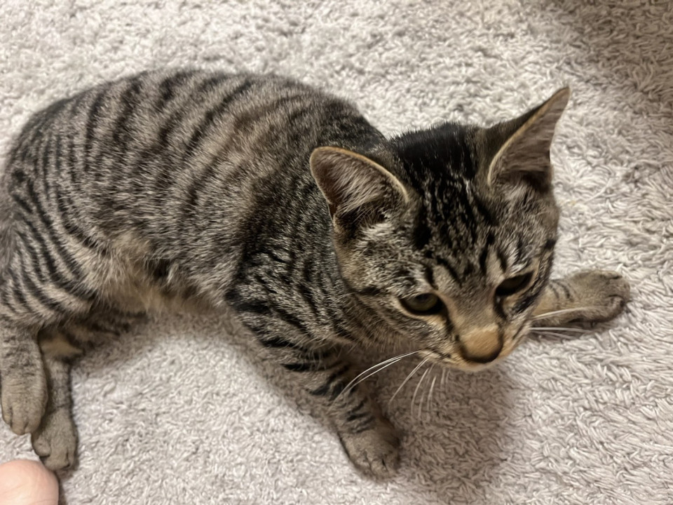 可愛い　男の子　甘えん坊