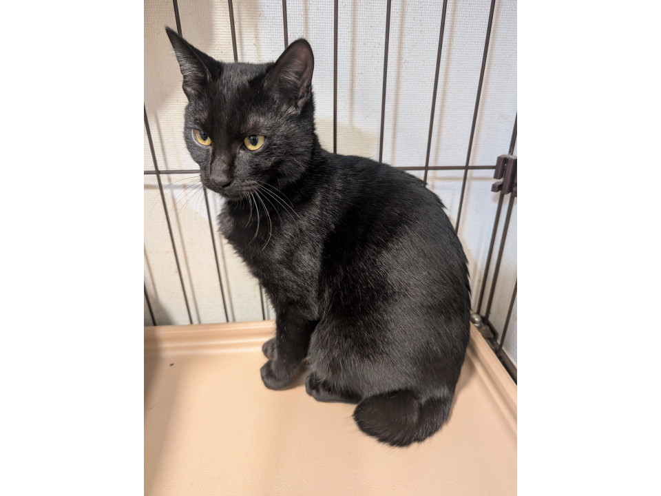 可愛いカギ尻尾黒猫君