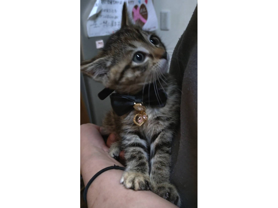 かわいい黒キジトラの女の子