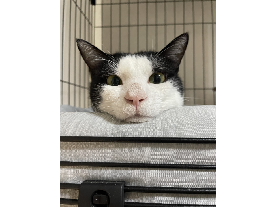 人が大好きなシロクロの男の子